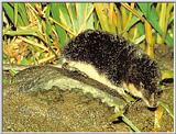 Korean Mammal - European water shrew - 갯첨서