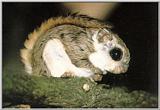 Korean Mammal - Russian or Siberian Flying Squirrel (Pteromys volans)