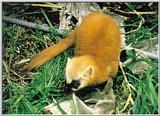 Korean Mammal - Japanese Marten