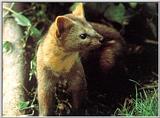 Korean Mammal - Sable Marten (Martes zibellina)