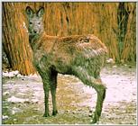 Korean musk deer / Moschus moschiferus moschiferus / 사향노루, 궁노루