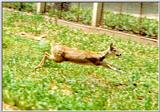 Chinese water deer (Korean mammal)