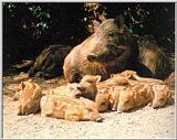 Korean Wild Boars - 멧돼지 Sus scrofa coreanus (Wild Boar)