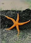 Korean Red Sea Starfish J01 - Crawls on rock