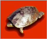Chinese Three-keeled Pond Turtle (남생이)
