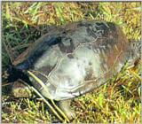 Chinese Three-keeled Pond Turtle (남생이)