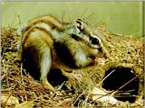 Korean Rodent - Siberian Chipmunk J02 - in front of den