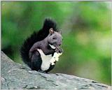 Korean Rodent - Tree Squirrel J01 - eating nut