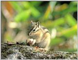 Korean Rodent - Siberian Chipmunk