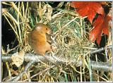 Korean Rodent - Eurasian Harvest Mouse (멧밭쥐)