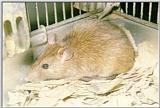 House Rat (Rattus rattus)