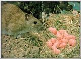 Brown rat (Rattus norvegicus)