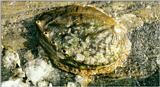 Giant Abalone (Shell) - Korean Shell-Giant Abalone J01-closeup.jpg (말전복)