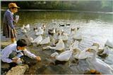 Korean Water Fowl-Swan Goose J05-Flock in pond