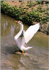 Korean WaterFowl-Swan Goose J06-Angry-walks in stream