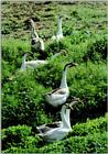 Korean WaterFowl-Swan Goose J09-Flock in grass bush