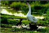 Korean WaterFowl-Chinese Goose J10-Mom and chicks.jpg