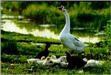 Korean WaterFowl-Chinese Goose J10-Mom and chicks.jpg