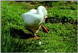 Korean WaterFowl-Swan Goose J11-Cleaning feathers