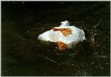 Korean Water Fowl-Swan Goose submerging into water