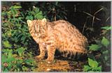 Korean Mammal - Leopard cat (삵/살쾡이, Prionailurus bengalensis)