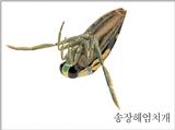 송장헤엄치게 (40KB)