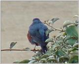 바다직박구리 Monticola solitarius philippensis (Blue Rock Thrush)