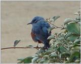 바다직박구리 Monticola solitarius philippensis (Blue Rock Thrush)