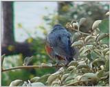 바다직박구리 Monticola solitarius philippensis (Blue Rock Thrush)