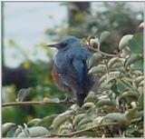 바다직박구리 Monticola solitarius philippensis (Blue Rock Thrush)