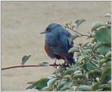 바다직박구리 Monticola solitarius philippensis (Blue Rock Thrush)