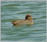 Common Teal from Korea 1