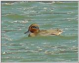 Common Teal from Korea 2