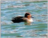 Common Teal from Korea 3