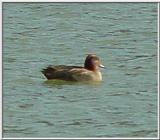 Common Teal from Korea 4
