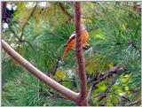 Daurian Redstart (1/2) 640x480