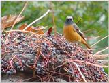 Daurian Redstart (2/2) - 640x480