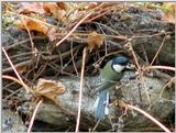 Great Tit (2/4)