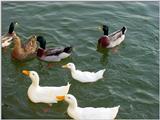 Mallard Ducks and Domestic Ducks 05