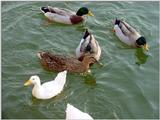 Mallard Ducks and Domestic Ducks 06