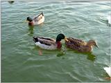 Mallard Ducks and Domestic Ducks 07