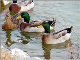 Mallard Ducks and Domestic Ducks 08