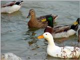 Mallard Ducks and Domestic Ducks 09