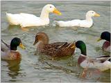 Mallard Ducks and Domestic Ducks 10