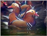 Mandarin Ducks (1/20) -- 원앙