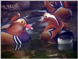 Mandarin Ducks (2/20)  -- 원앙