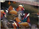 Mandarin Ducks (3/20)  -- 원앙
