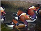 Mandarin Ducks (4/20)  -- 원앙