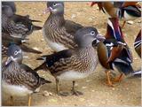 Mandarin Ducks (6/20)  -- 원앙