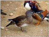 Mandarin Ducks (8/20)  -- 원앙